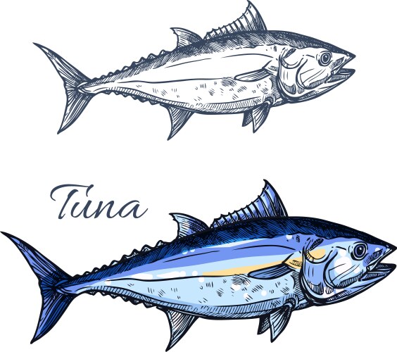 Tuna fish sketch with atlantic bluefin tunny vector image