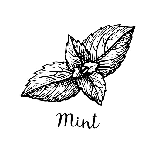 Ink sketch of mint vector image