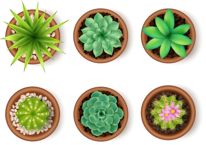 Plants icon set vector image