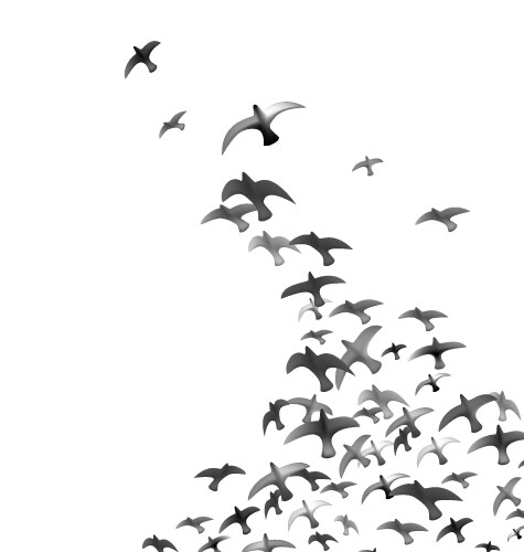 Flying birds vector image