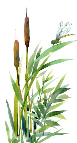 Watercolor reeds with leaves closeup isolated vector image