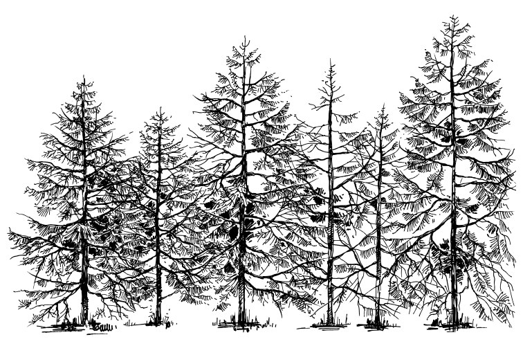 Pine forest hand drawn border vector image