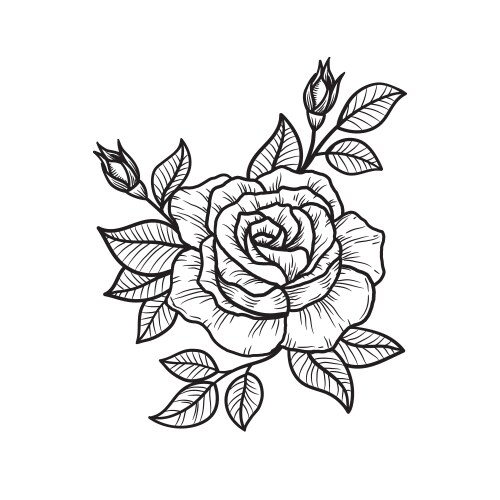 Rose flower hand drawn vector image