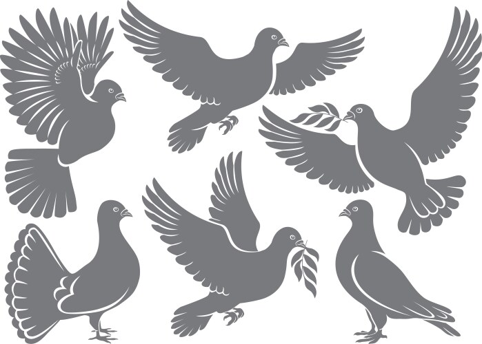 Dove vector image