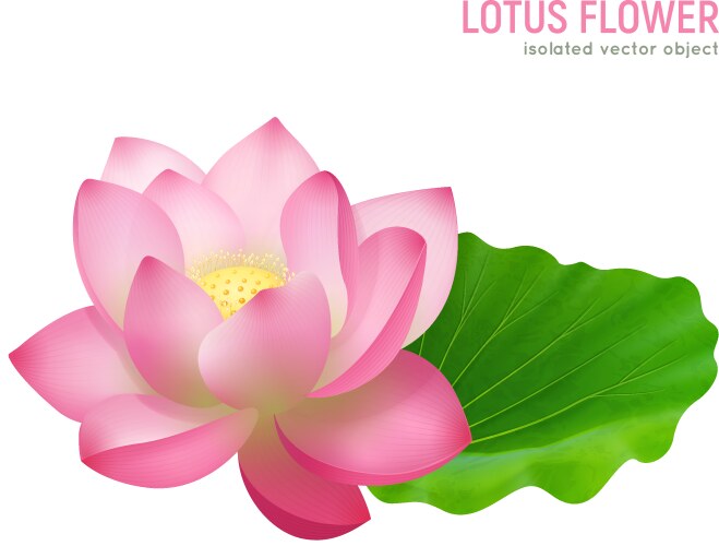 Lotus flower realistic vector image