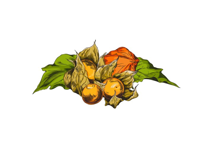 Physalis plant color sketch heap of leaves vector image