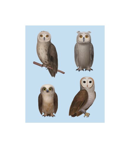 Owl realistic wild flying birds wisdom owls vector image