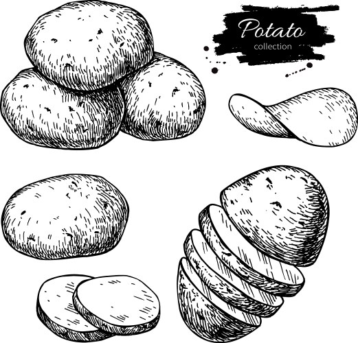 Potato drawing set isolated potatoes heap vector image