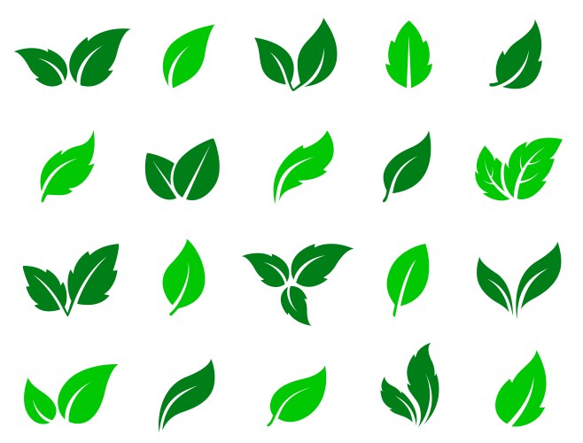 Set of green leaves icons vector image