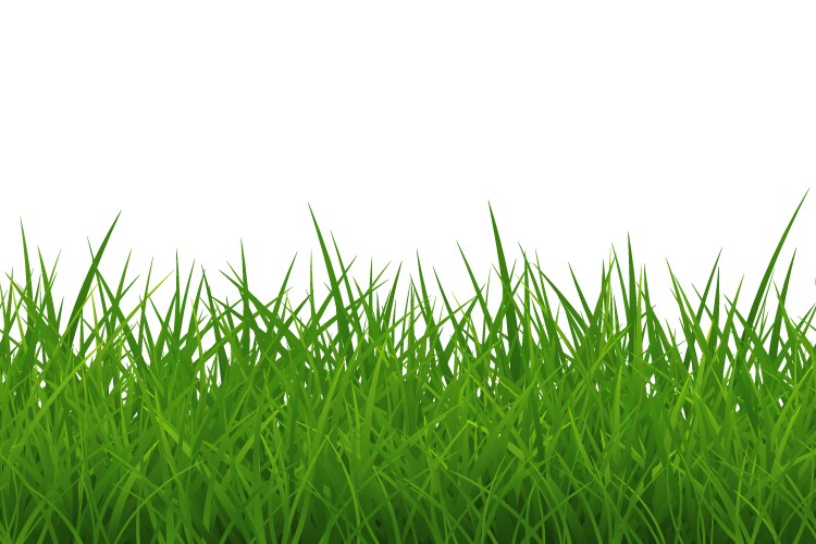 green thick grass seamless border isolated vector image