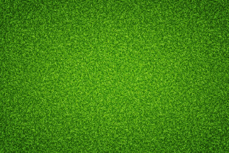 green lawn grass background vector image