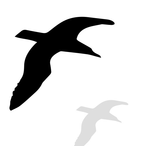 Seagull vector image