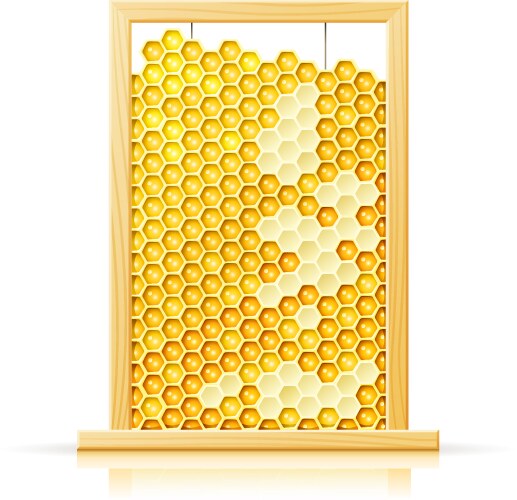 Bee honeycomb in frame vector image