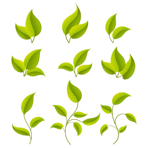 Green leaves set vector image