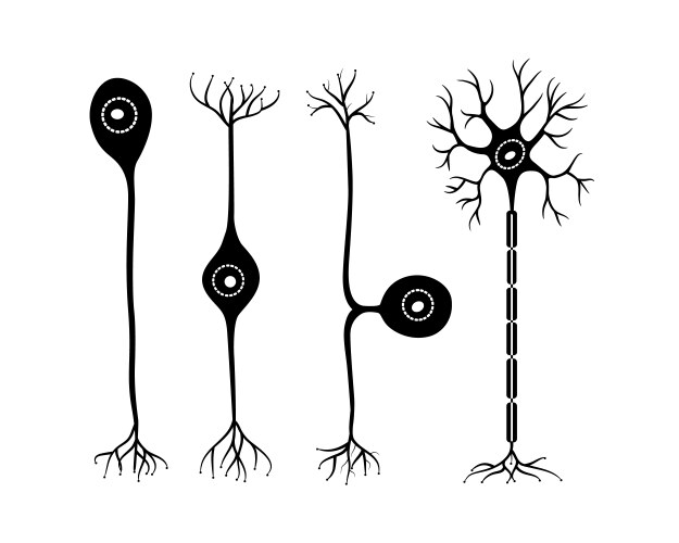 Neurons vector image