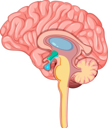 Detailed of human brain cross-section vector image