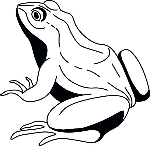 Graceful frog drawing vector image