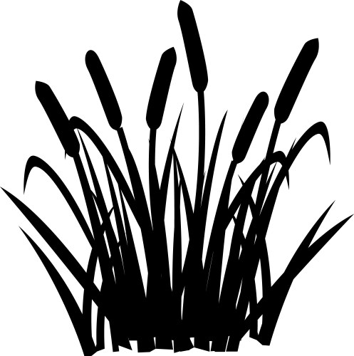 reed image vector image