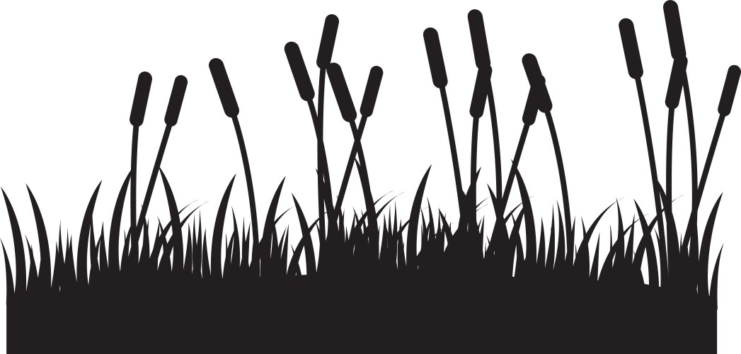 reed grass image vector image