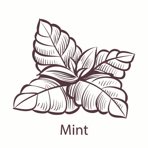 Mint icon hand drawn detailed organic product vector image