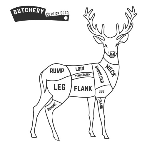 Deer meat cuts vector image