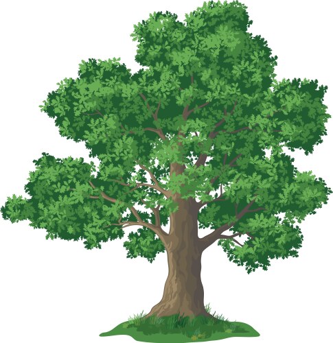 Oak tree and green grass vector image