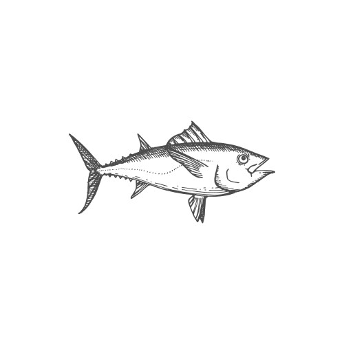 Tuna predatory schooling fish isolated bluefin vector image