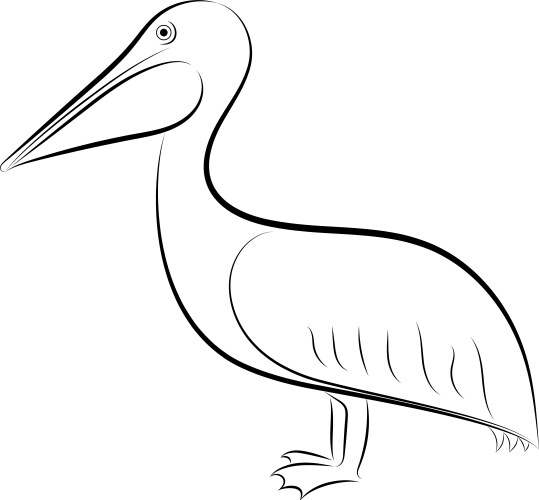 pelican line drawing vector image