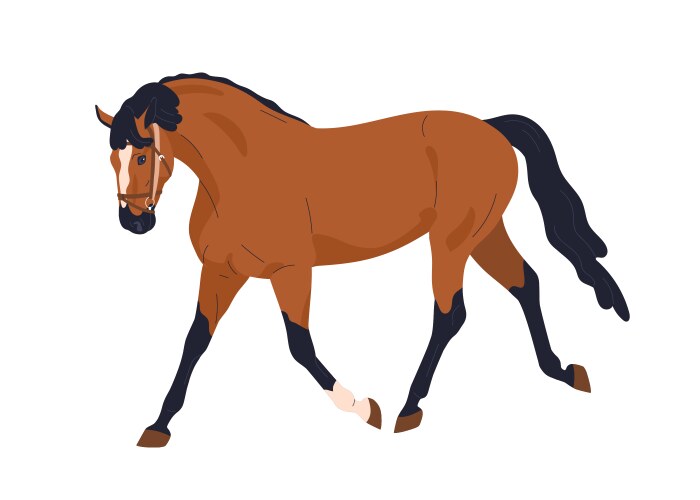 Horse walking trotting graceful equine animal vector image