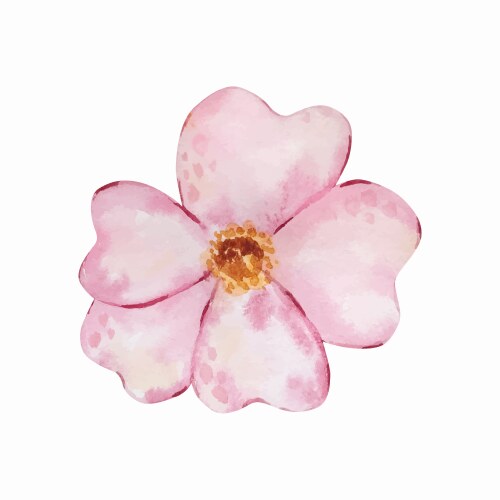 Watercolor delicate pink flower vector image