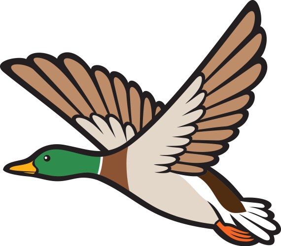 Mallard duck flying vector image