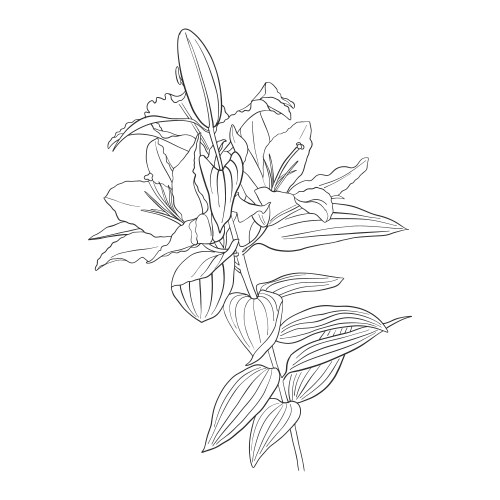 Drawing flower of lily vector image