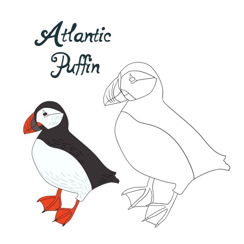 Educational game coloring book puffin bird vector image