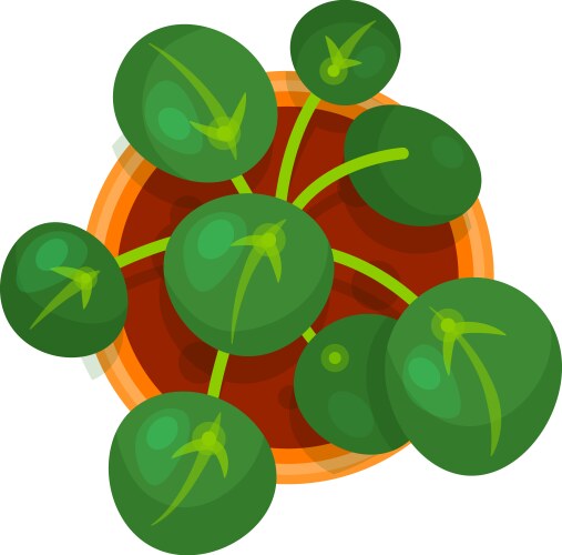 Top view of a vibrant indoor plant in terracotta vector image