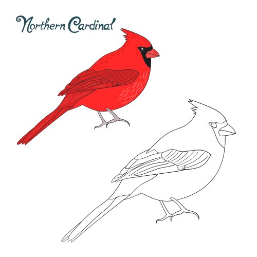 Educational game coloring book cardinal bird vector image