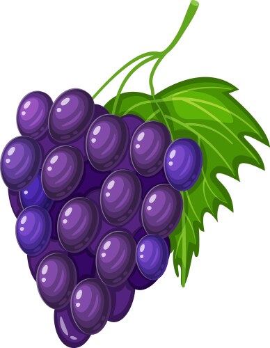 Fresh juicy purple grapes hanging from a vine vector image