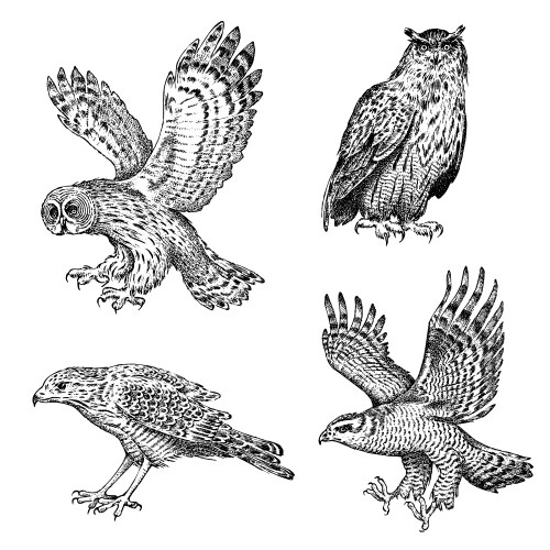 Set realistic birds owl and eagle hand drawn vector image