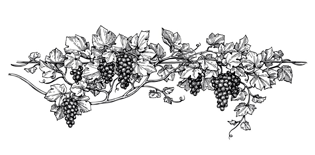 Grapevine ink sketch vector image