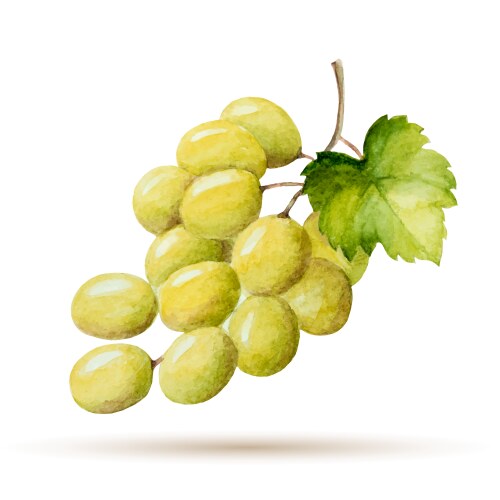 Watercolor branch yellow grapes vector image