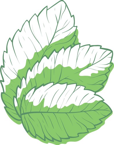 Mint leaves green icon freshness and healthy vector image