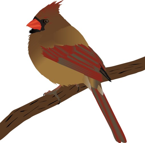 Cardinal vector image