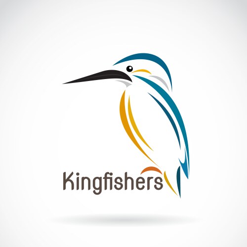 Kingfishers alcedo atthis on white background vector image