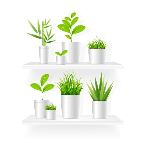 Realistic detailed 3d house plant pot shelves set vector image