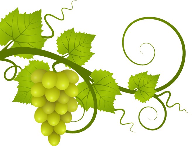 Vine vector image