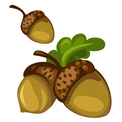 Acorn closeup on white background vector image