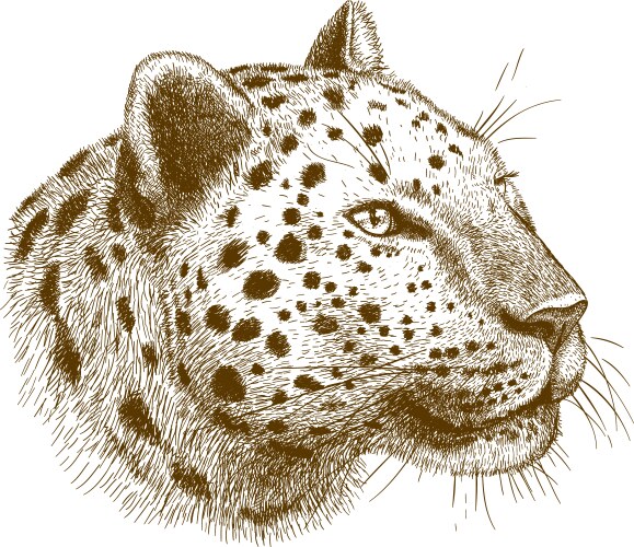 Engraving leopard head vector image