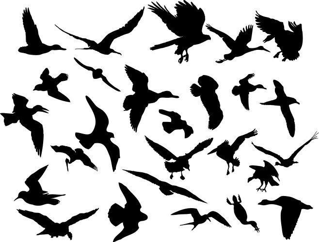 Flying birds vector image