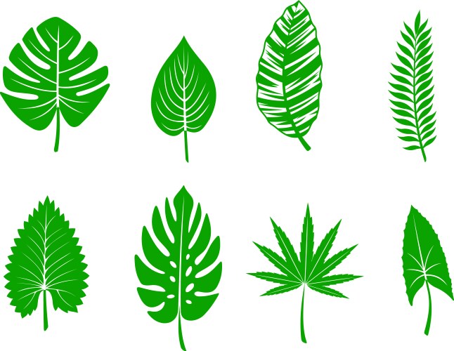 Green tropical leaves vector image