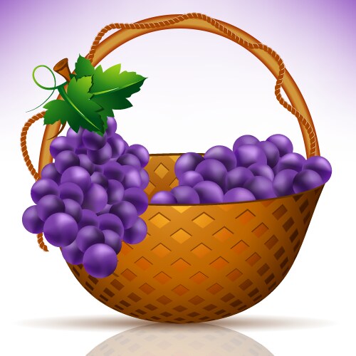 Grape vector image