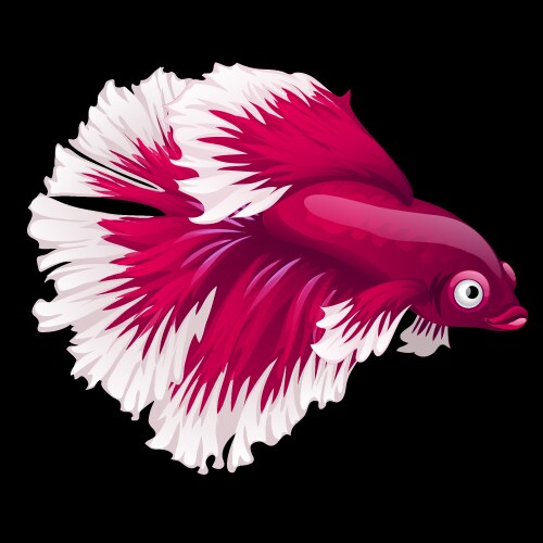 red fish cockerel closeup on a black background vector image